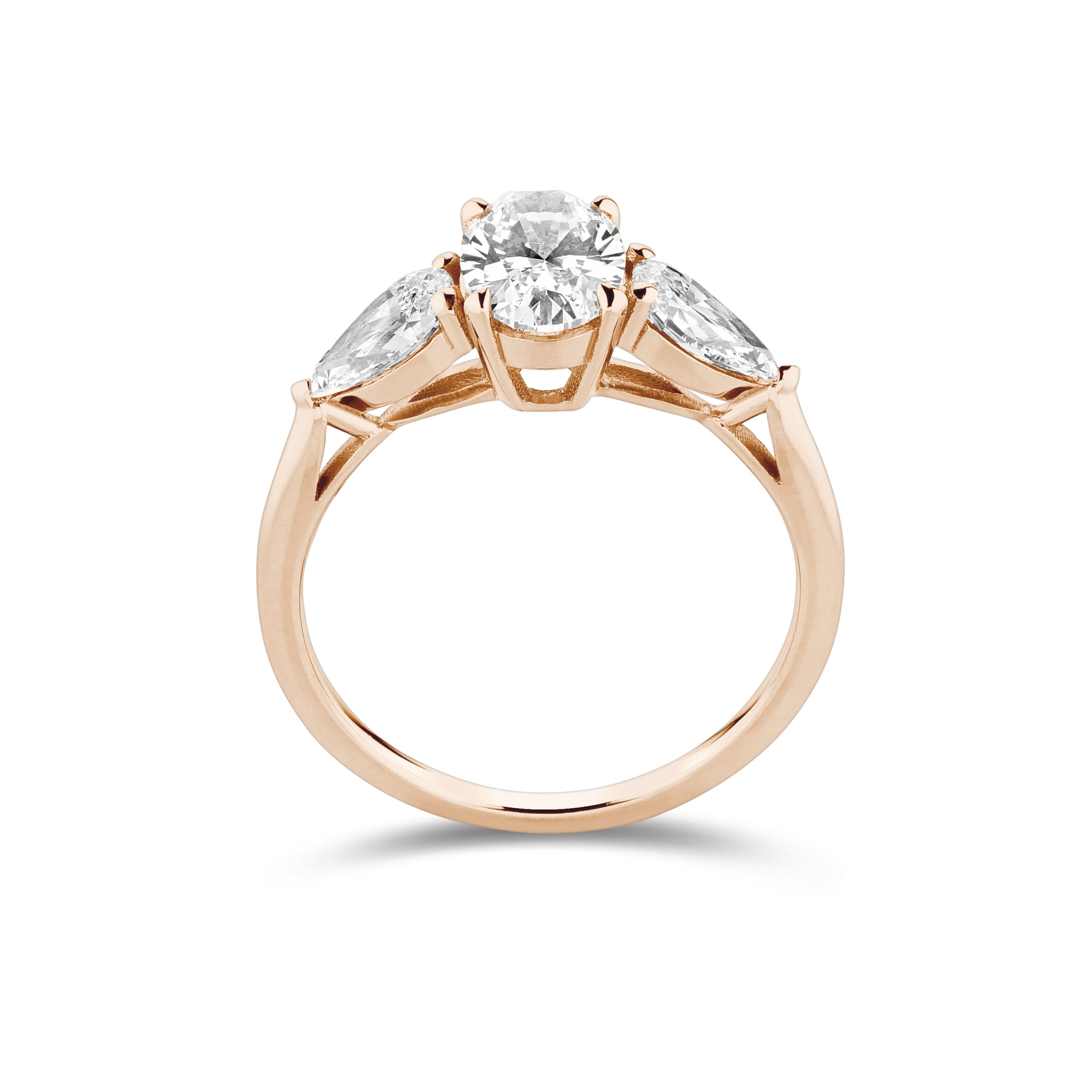 am3137_2 Rose