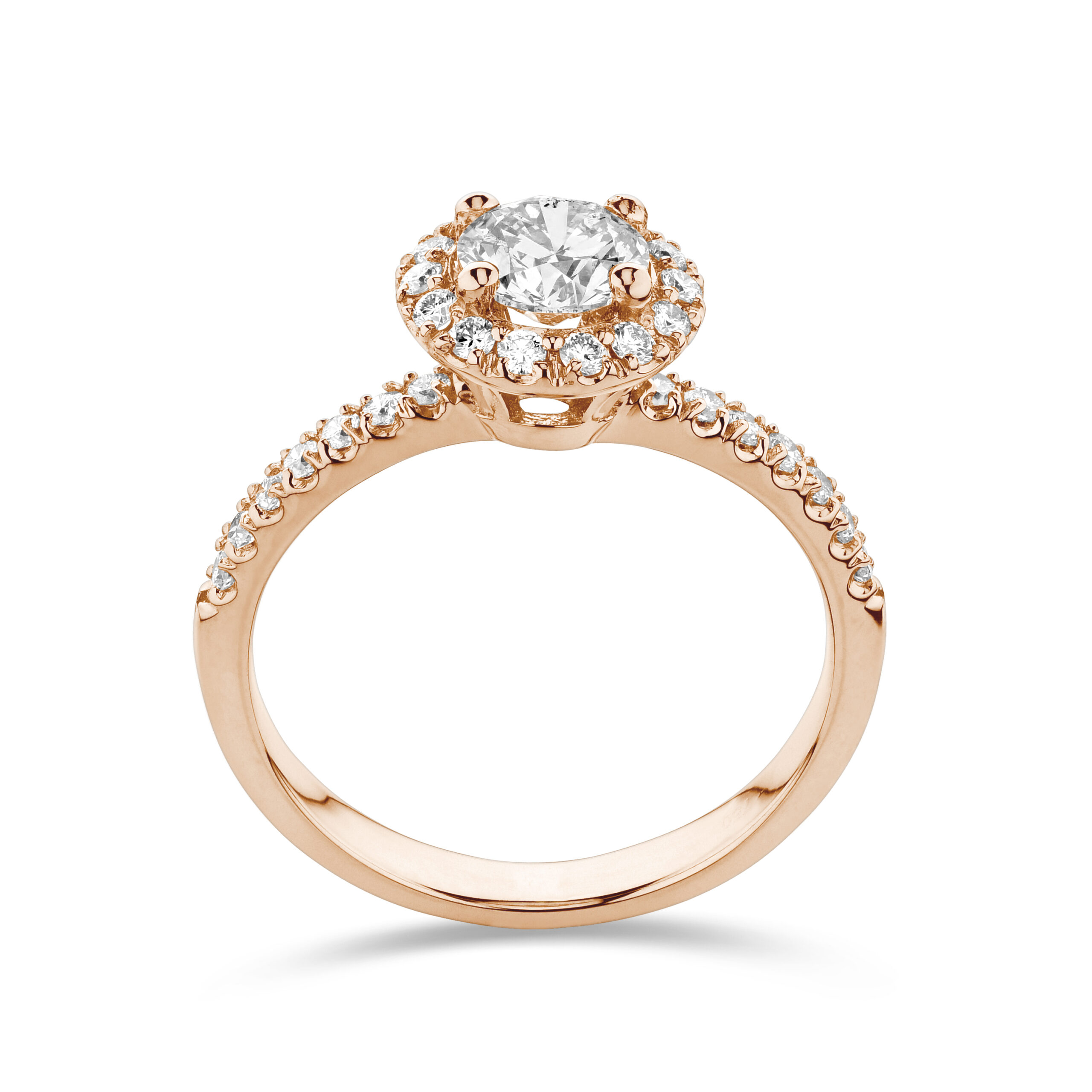 sd3011_2 Rose