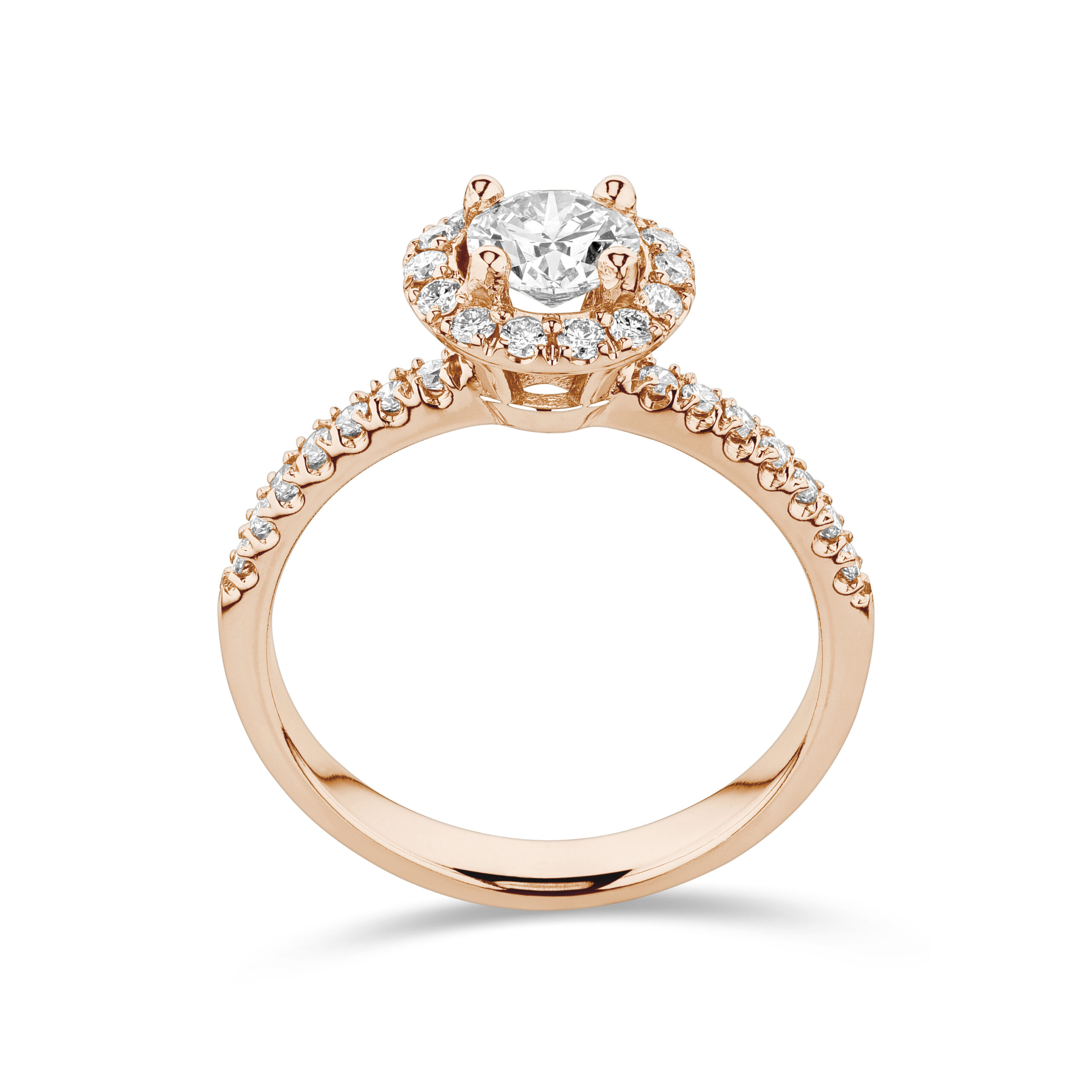 sd3033_2 Rose