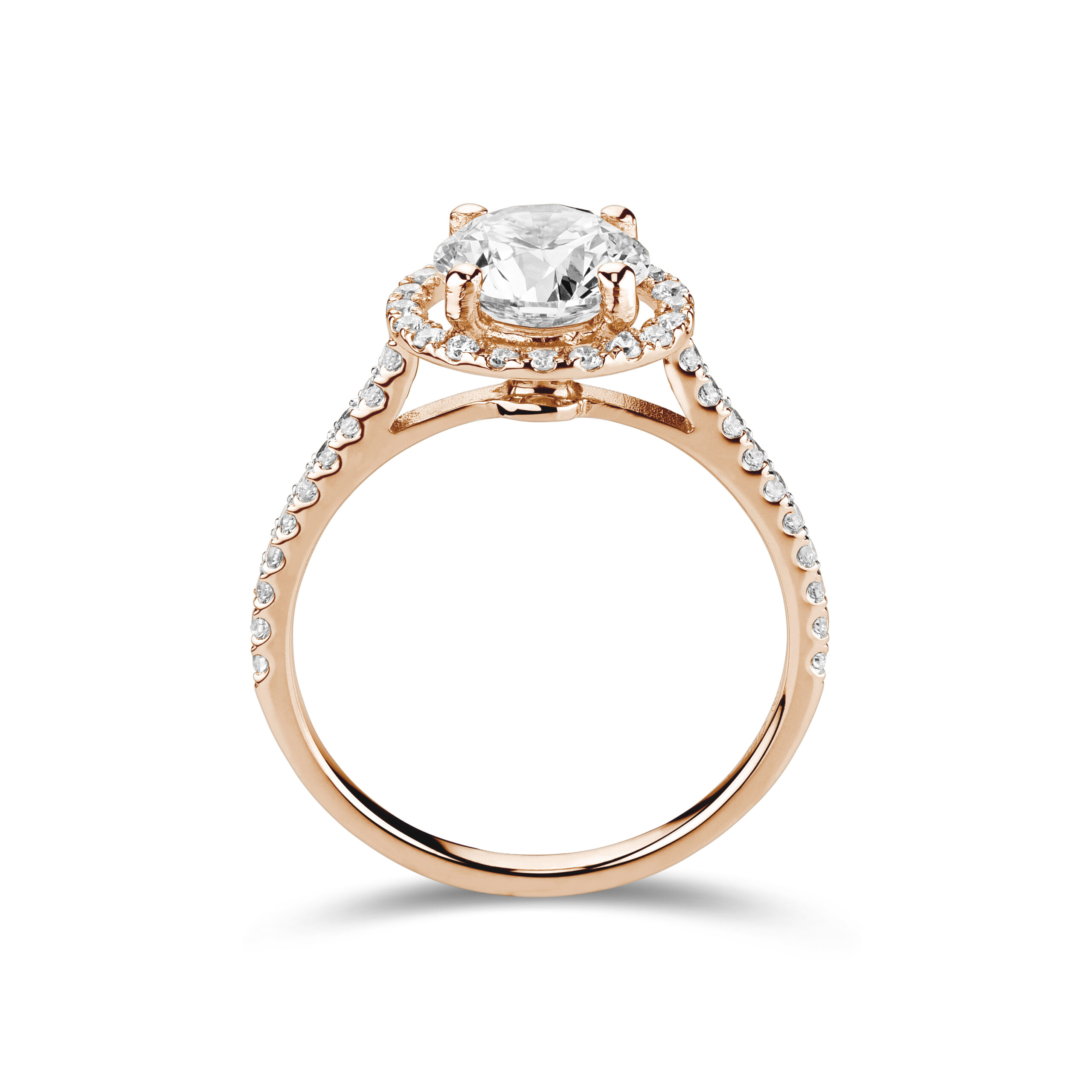sd3095_2 Rose