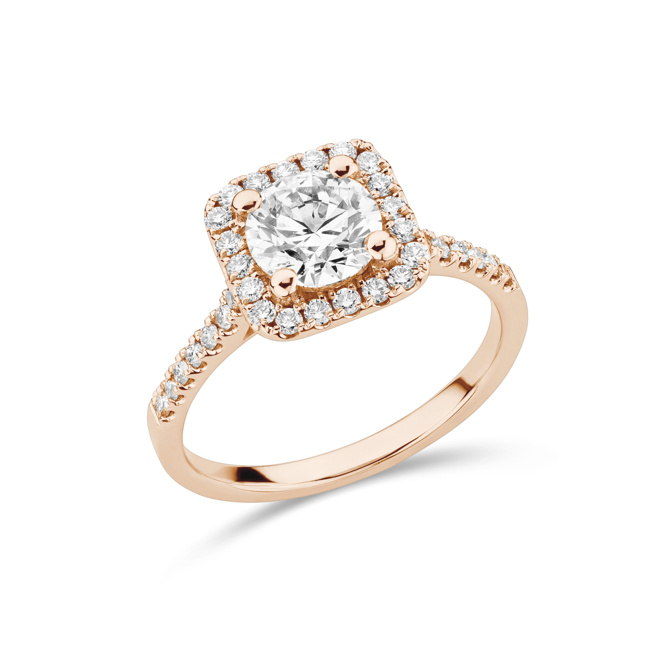 sd3099 Rose