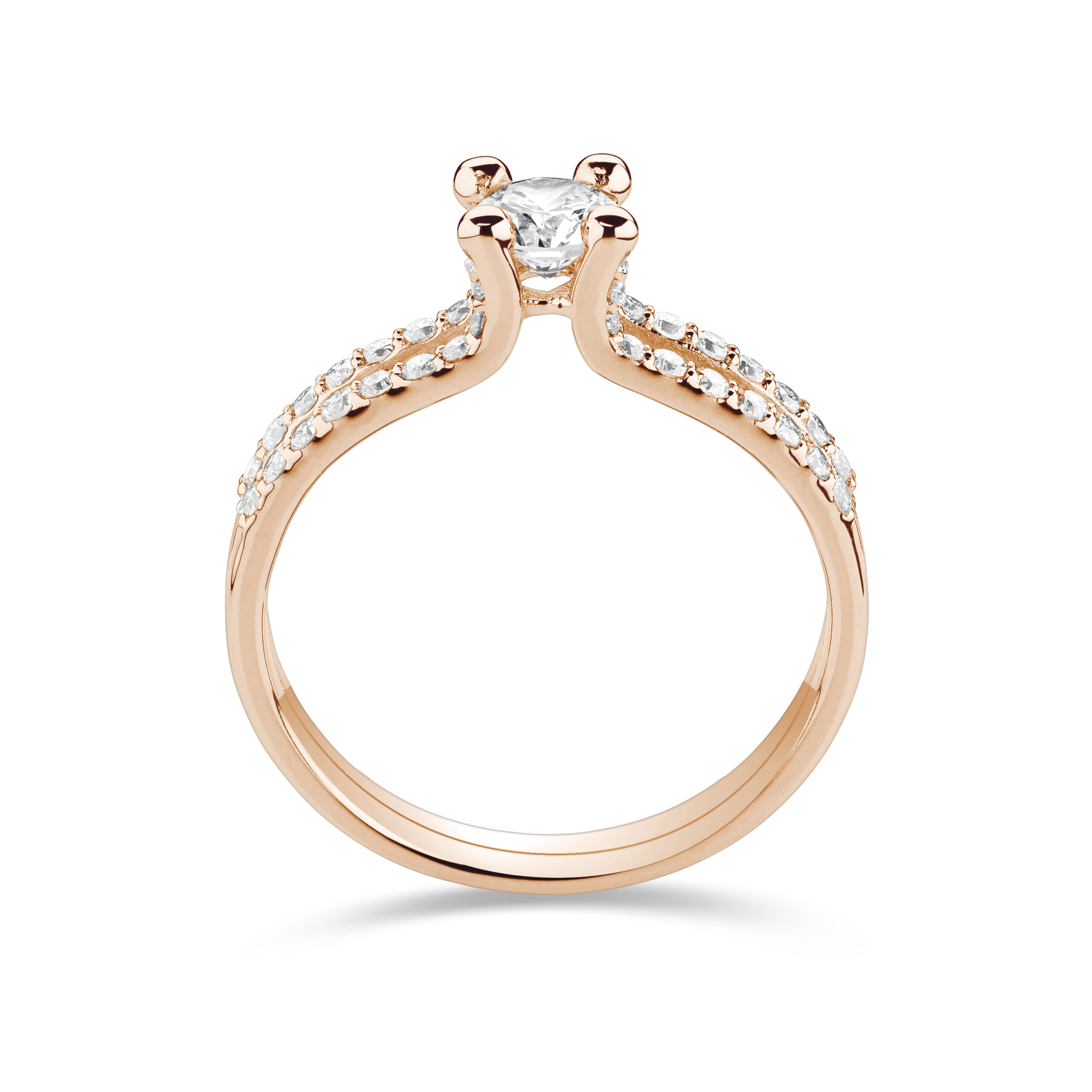 sd3127_2 Rose